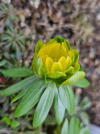 Eranthis hyemalis ´ALL SAINTS´